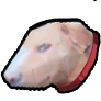 Pet cậu vàng